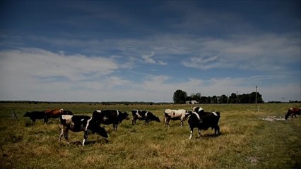 North Carolina Cows Flee Live Nativity Scene, Jump Into Cape Fear River