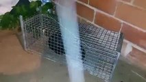 ATENCION!! - Así es como maltratan a los animales los de HELP GUAU - Gatos atrapados en jaulas durante horas a plena lluvia y prohibiendo la entrad