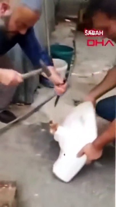 Il sauve un chaton coincé dans un évier