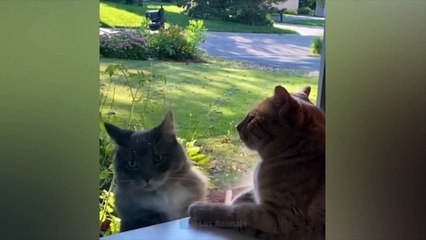 Самые смешные животные  Приколы с котами и собаками 2022  LA 25