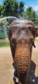 Elefantes se refrescam com banho de mangueira no Zoo Pomerode