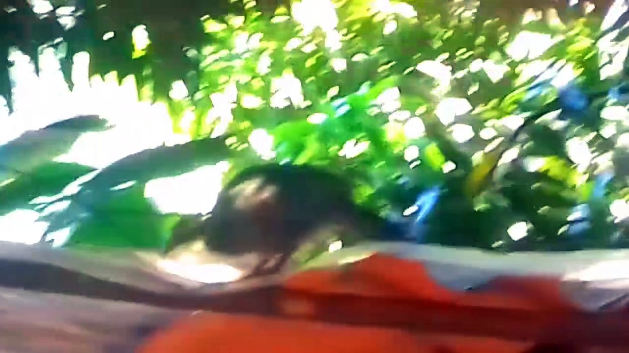 JACU EM BUSCA DE ÁGUA