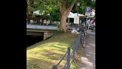 view to branch of the Danube river in ulm city