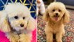 Lawsuit filed after miniature poodle mauled to death at New York City kennel