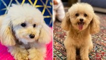 Lawsuit filed after miniature poodle mauled to death at New York City kennel