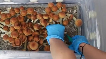 How Mushrooms Grow From Spore to Shroom
