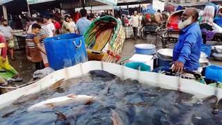 Fish Market | Fish Video | Attractive Fish Buy and Sale Market