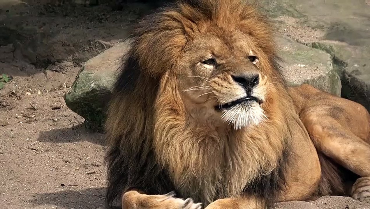 Lion - Sher animal king Beautiful Nice video
