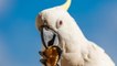 How cockatoos are outsmarting humans to feast on our garbage