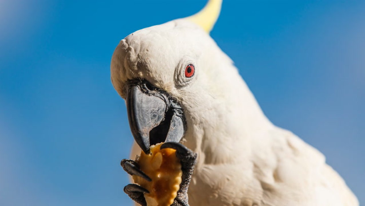 How cockatoos are outsmarting humans to feast on our garbage