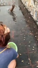 funny animals video| funny animals moment #6