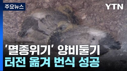 '멸종위기' 양비둘기, 터전 옮겨 번식 성공 / YTN