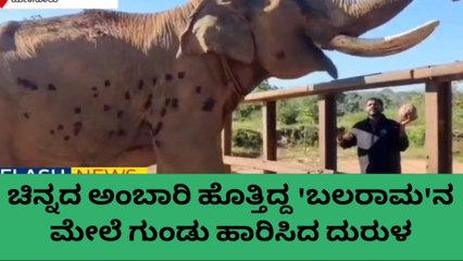 ಅಂಬಾರಿ ವೀರ 70 ವರ್ಷದ ಬಲರಾಮನಿಗೆ ಗುಂಡೇಟು; 35 ಕಡೆ ಗಾಯ!