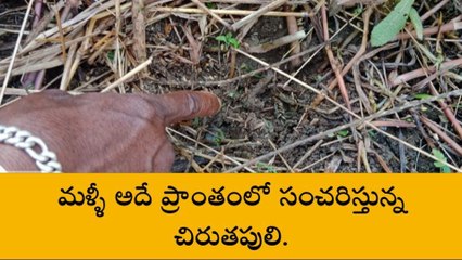 జగిత్యాల: కలకలం రేపుతున్న చిరుత పులి సంచారం