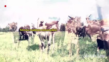 KALIAN HARUS TAU _ Siapakah Pemilik Sapi Betina Di Al Al-Qur'an Surah Al-Baqarah