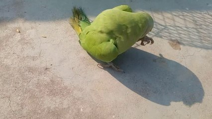 my cute angry parrot talking