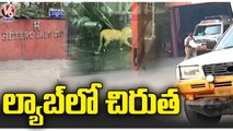 Leopard Spotted In Hetero Lab Industry , Staff Run With Fear _ Sangareddy _ V6 News