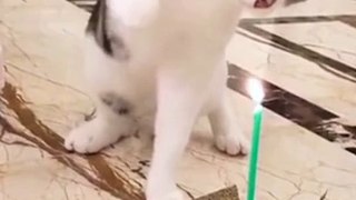 Funniest Animals  - Best Of The 2022 Funny Animal Videos  - Cutest Animals Ever part 2
