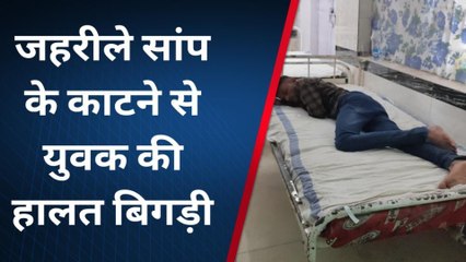 सतना: खेत के पास से गुजर रहे युवक को जहरीले सांप ने काटा , उपचार जारी