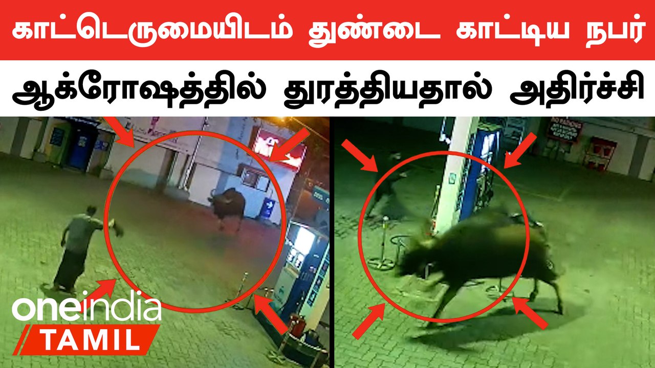 Nilgiri | துண்டை காட்டி விரட்ட முயற்சித்த நபரை ஆக்ரோஷமாக துரத்திய காட்டெருமை