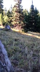 Three Mountain Lions on the Prowl