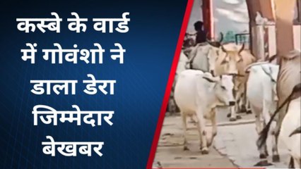 चित्रकूट: अन्ना जानवरों से भरा यहां का वार्ड, नहीं दे रहे जिम्मेदार ध्यान