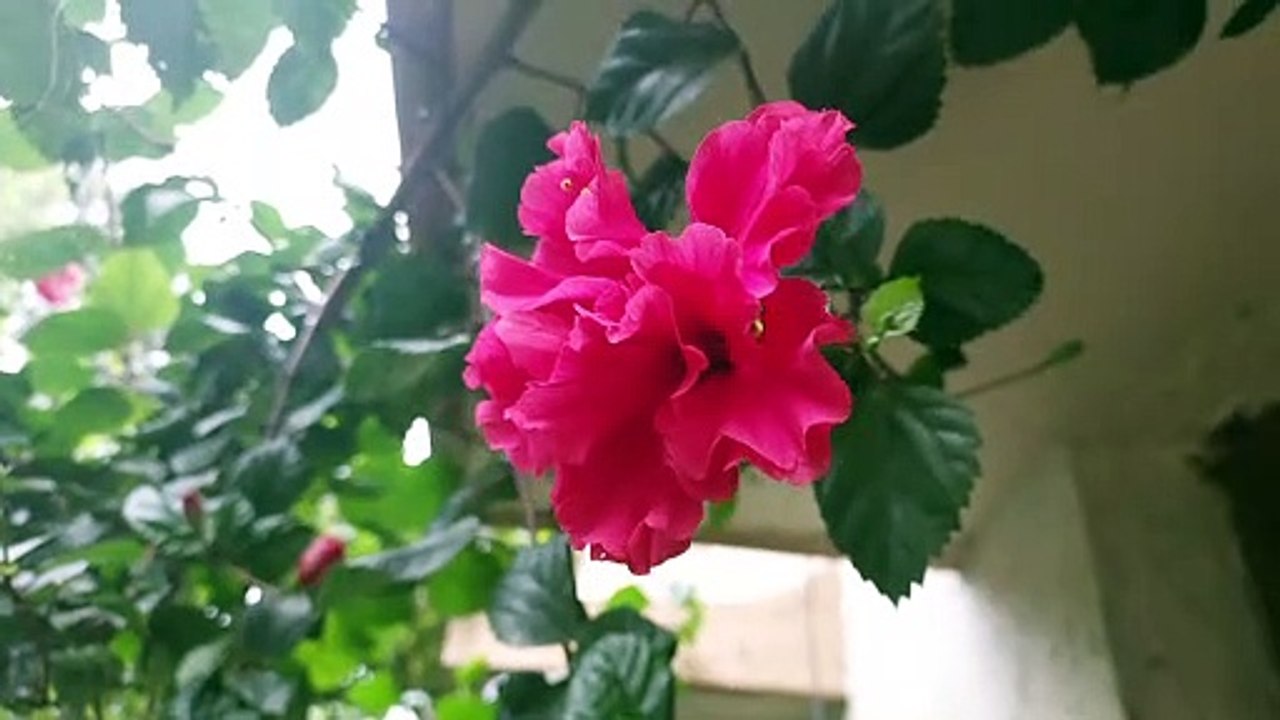 hibiscus rose - video Dailymotion