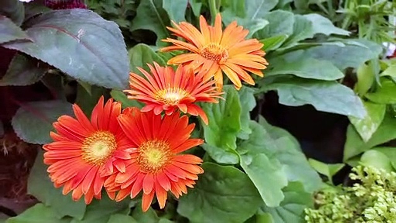 gerbera bouquet flower #flowers