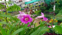 Incarvillea sinensis #flowers