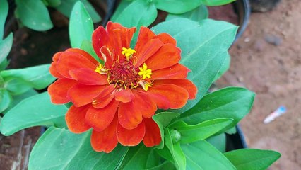 Common zinnia | Scientific name: Zinnia elegans #flowers
