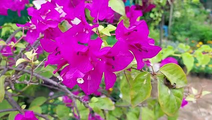 Bougainvillea glabra #flowers