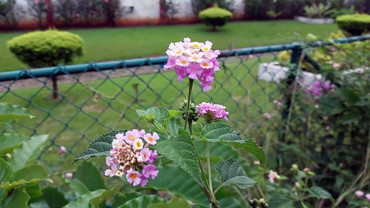 Lantana camara | West Indian Lantana #shorts #flowers
