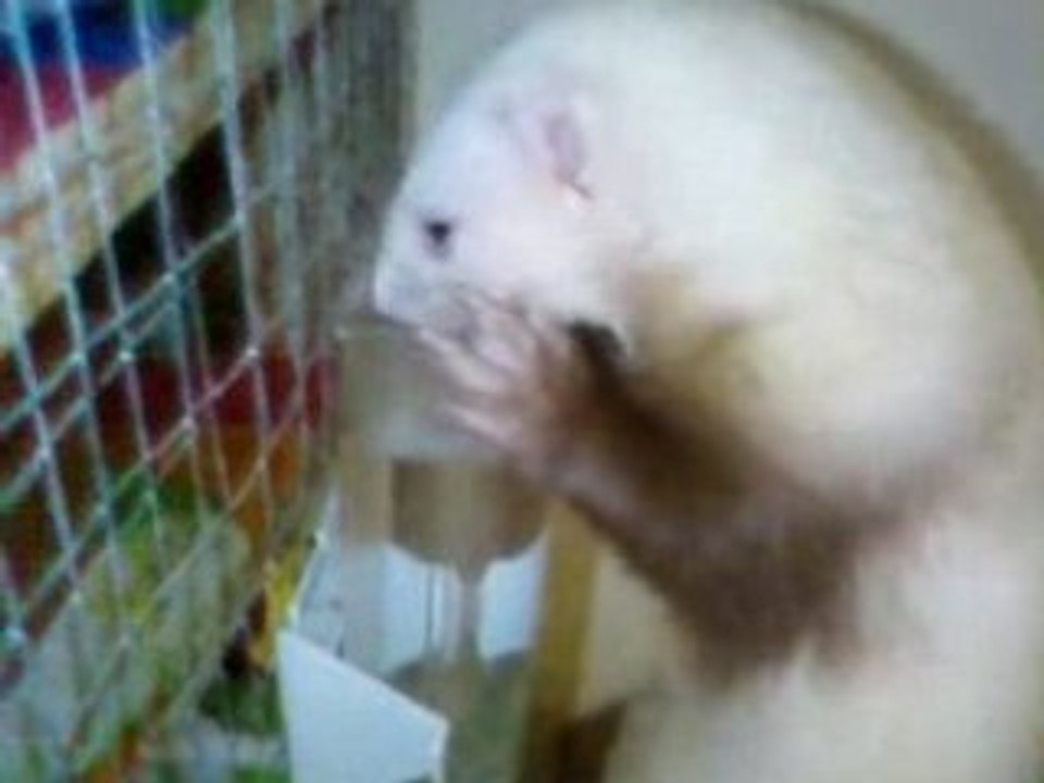Peluche
