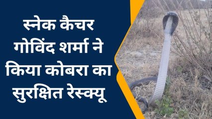 कोटा: कोबरा सर्प ने किस पर करना चाहा हमला, कैसे किया रेस्क्यू, देखिए खबर