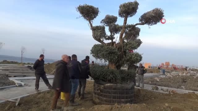 Millet Bahçesi'ne 350 yıllık zeytin ağacı dikildi