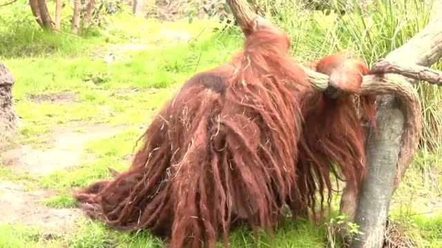 Rudi Valentino, el orangután macho más longevo de Norteamérica, cumple 45 años