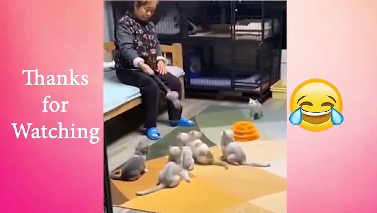 Adorable  Animals  Cute and Playful    Funny Animals Compilation #27