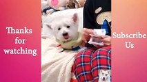Cute  Pets And Funny Animals Compilation #21   Animals Cute and Funny