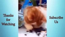 Adorable Cute Pets And Funny Animals Compilation #20   Animals Cute and Funny