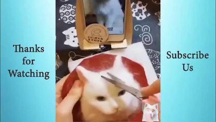 Look at these Funny Animals Compilation #18   Animals Cute and Funny