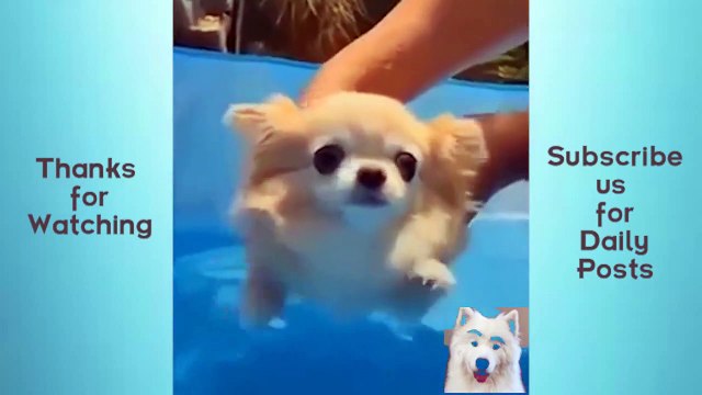Try Not to Laugh, Cute Pets And Funny Animals Compilation #14 Animals Cute and Adorable and Funny