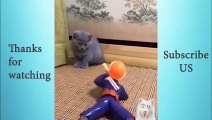 Cute Pets And Funny Animals Compilation #15   Animals Cute and Adorable and Funny