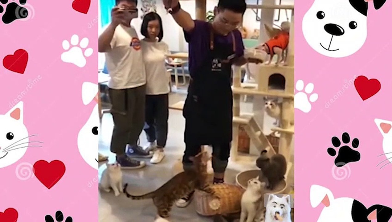 Cute Pets And Funny Animals Compilation #8  Adorable cute animals