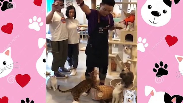 Cute Pets And Funny Animals Compilation #8 Adorable cute animals