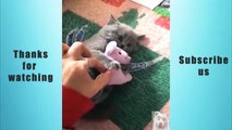 Cute Pets And Funny Animals Compilation #10 Animals Cute and Adorable and Funny