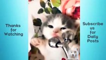 Cute Pets And Funny Animals Compilation #12  Animals Cute and Adorable and Funny