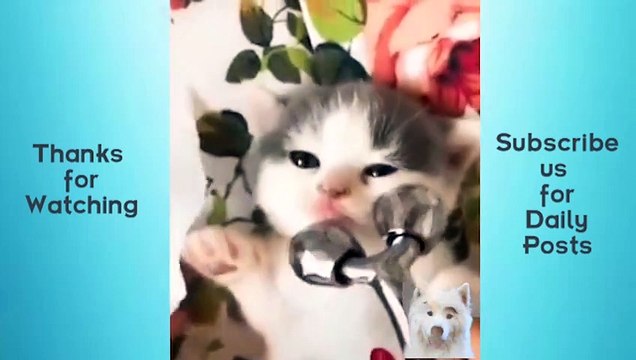 Cute Pets And Funny Animals Compilation #12 Animals Cute and Adorable and Funny