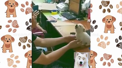 Cute Pets And Funny Animals Compilation #5 Animals on Action!!