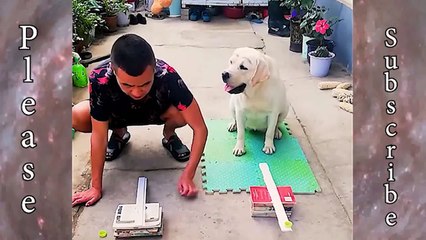 Animals Funny compilation #1   2020 Animals Funny Videos Compilation