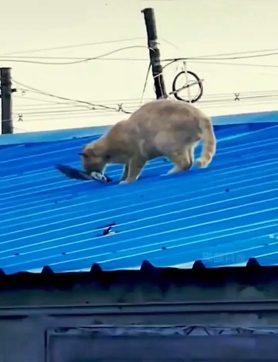 Cats catch birds quickly #shorts# bird